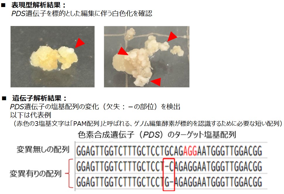 イネ細胞（カルス）に対するゲノム編集の結果